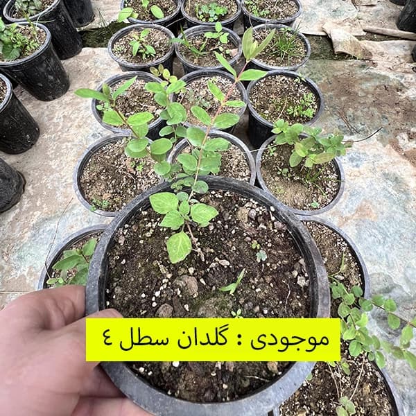 نهال هانی بری — تصویر ۴