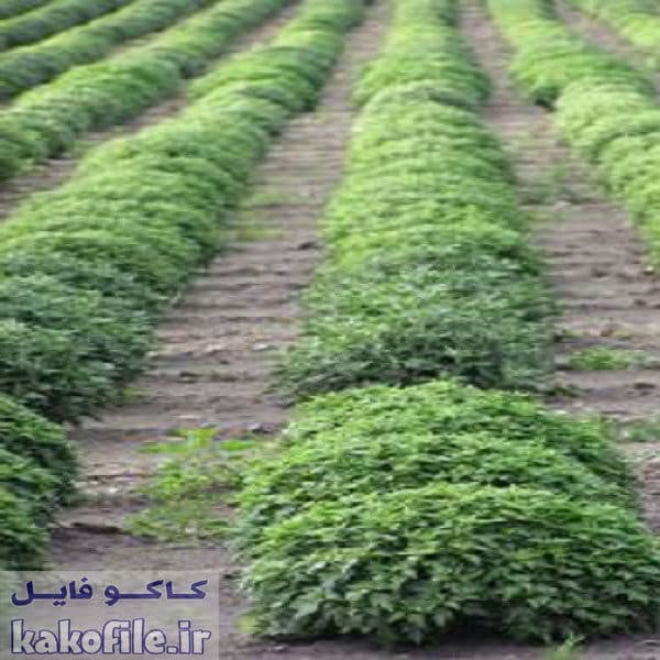 دانلود پاورپوینت اصلاح نباتات- مهندسی ژنتیک