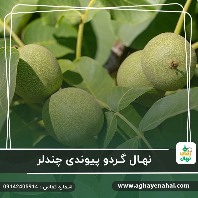 نهال گردو پیوندی چندلر — تصویر ۸