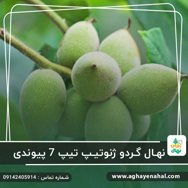 نهال گردو پیوندی ژنوتیپ تیپ 7 — تصویر ۲