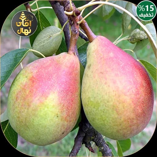 نهال گلابی سانتا ماریا — تصویر ۲
