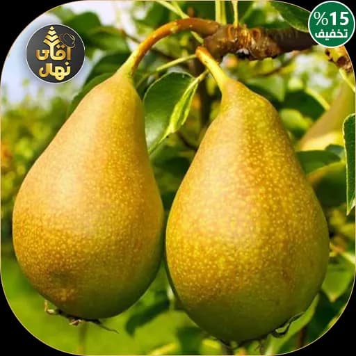 نهال گلابی دم کج — تصویر ۲