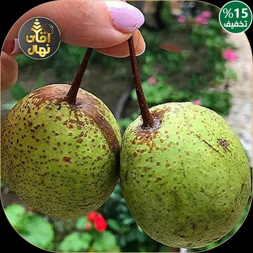 نهال گلابی جنگلی — تصویر ۲