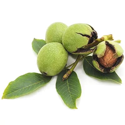 نهال گردو پدرو