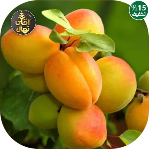 نهال زردآلو رکسانا — تصویر ۲