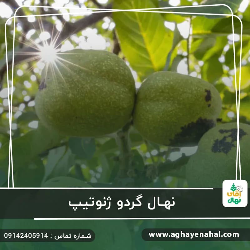 نهال گردو ژنوتیپ