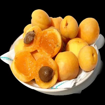 نهال زردآلو شکرپاره — تصویر ۵