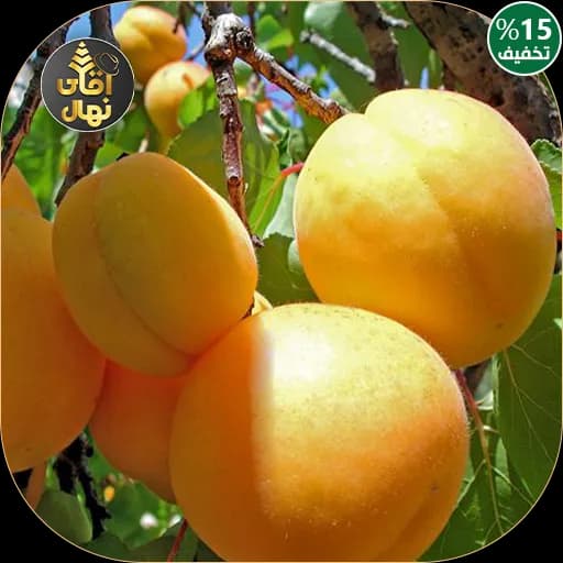 نهال زردآلو شکرپاره — تصویر ۲