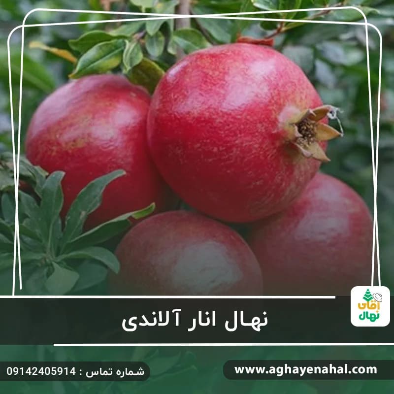 نهال انار آلاندی