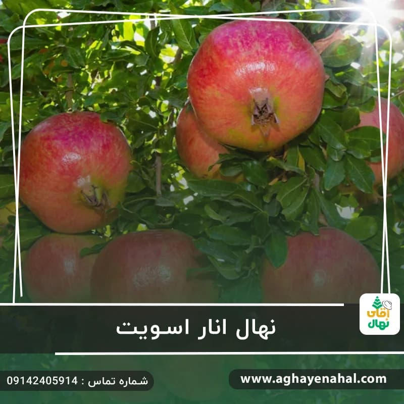 نهال انار اسویت