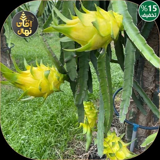 نهال دراگون فروت زرد