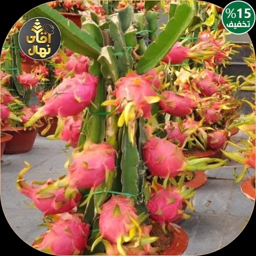 نهال دراگون فروت صورتی