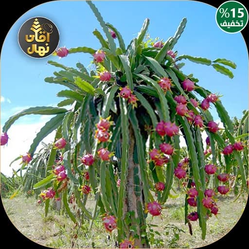 نهال دراگون فروت سفید — تصویر ۲