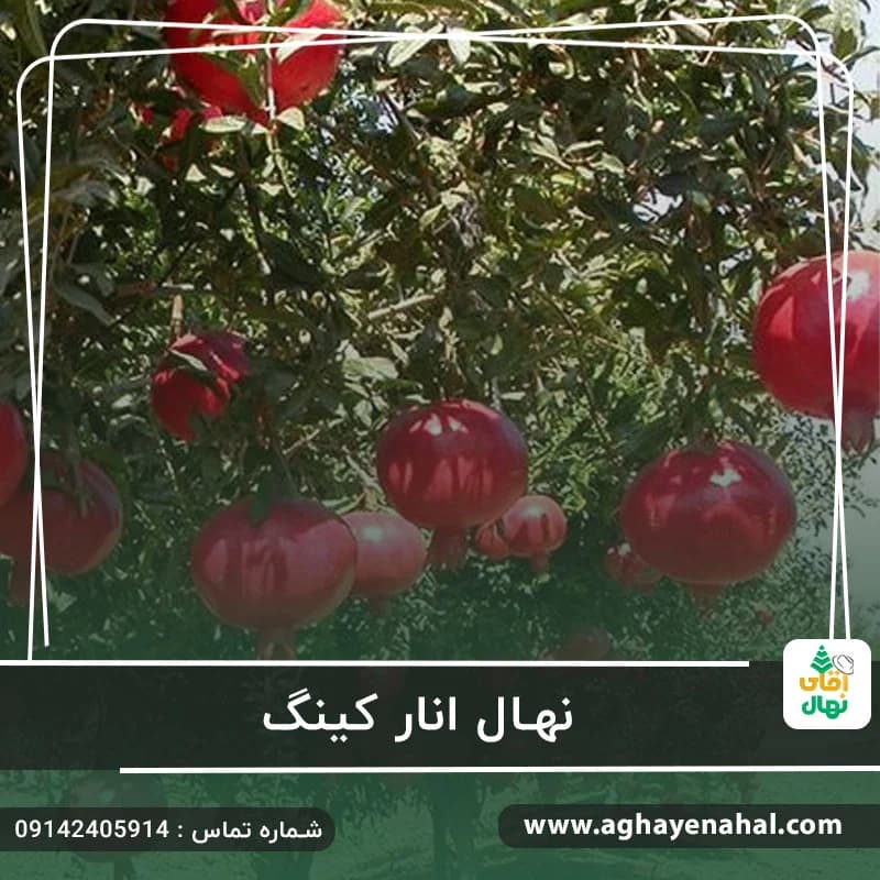 نهال انار کینگ — تصویر ۲