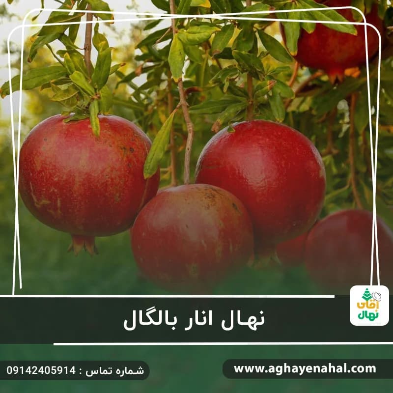 نهال انار بالگال