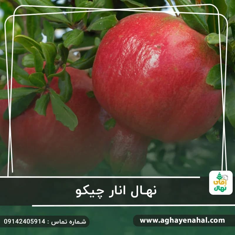 نهال انار چیکو — تصویر ۲