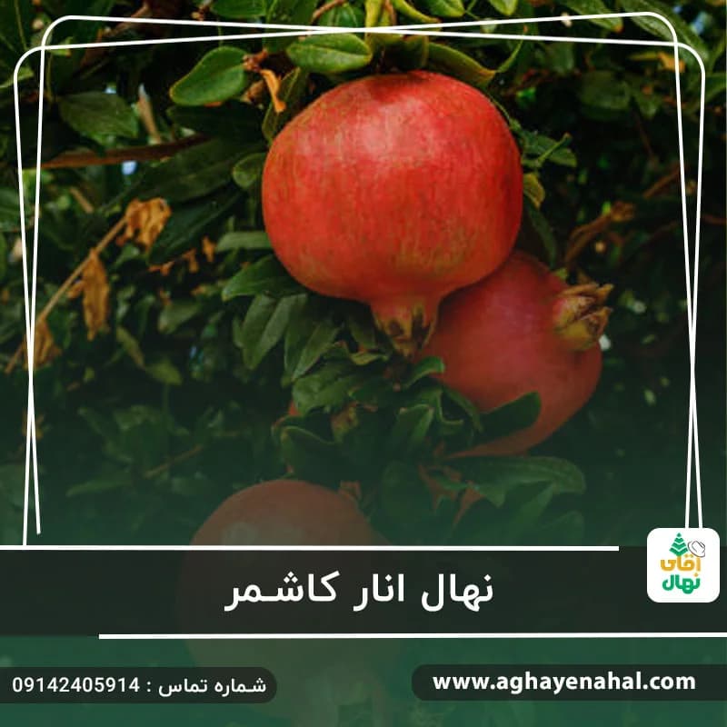 نهال انار کاشمر — تصویر ۲
