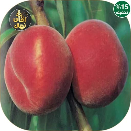 نهال هلو کارتی — تصویر ۲