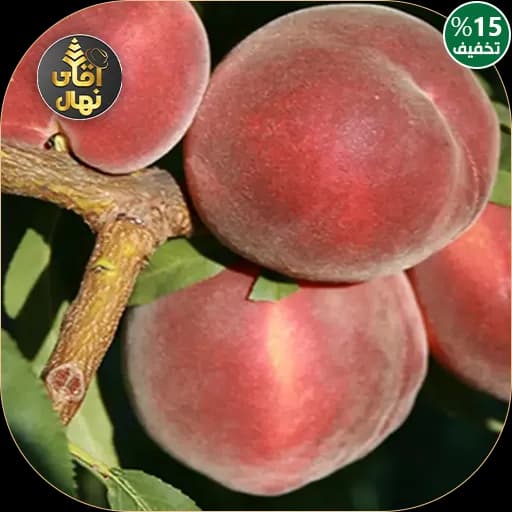 نهال هلو کاردی