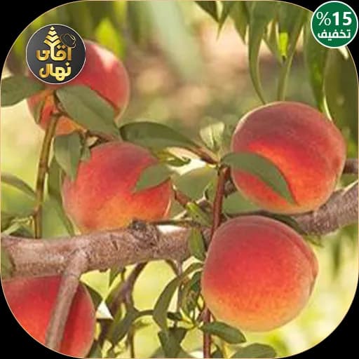 نهال هلو جوادی