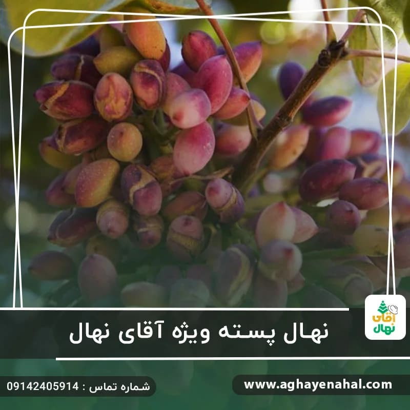 نهال پسته ویژه آقای نهال