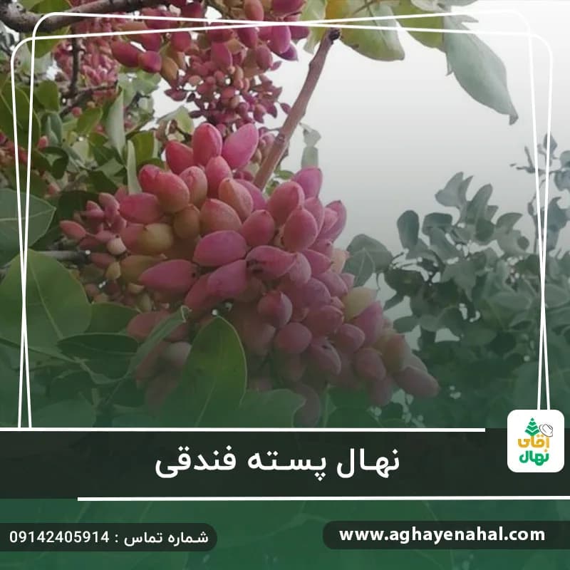 نهال پسته فندقی