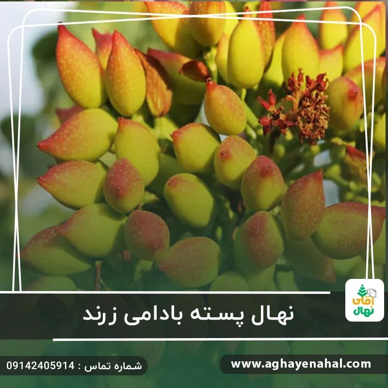 نهال پسته بادامی زرند — تصویر ۲