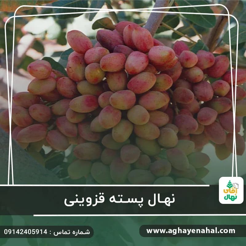 نهال پسته قزوینی — تصویر ۲