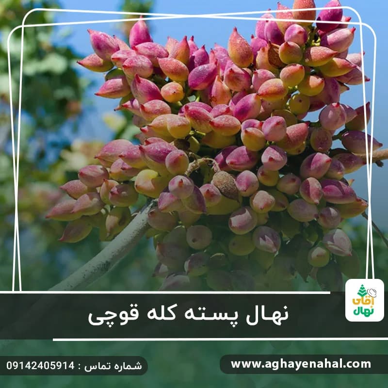 نهال پسته کله قوچی