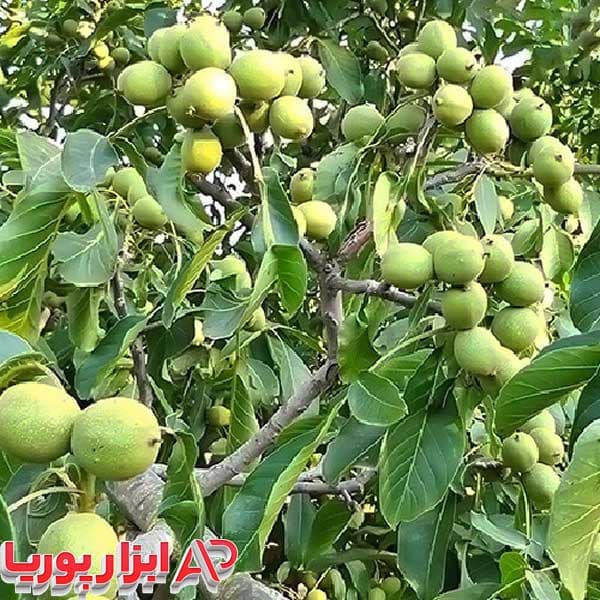 نهال گردو تویسرکان — تصویر ۸