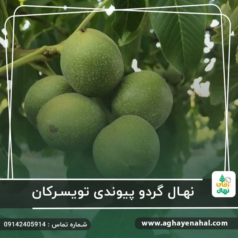نهال گردو تویسرکان