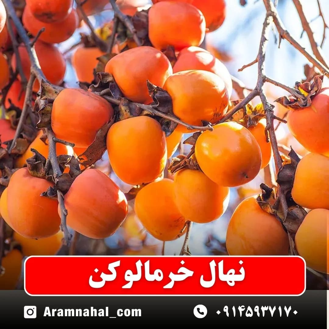 نهال خرمالو کن — تصویر ۳
