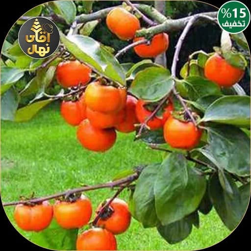 نهال خرمالو کن