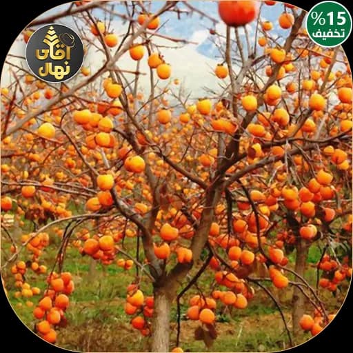 نهال خرمالو تاباتا