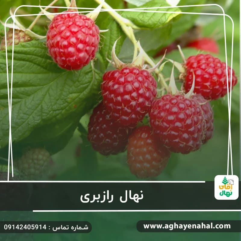 نهال رازبری