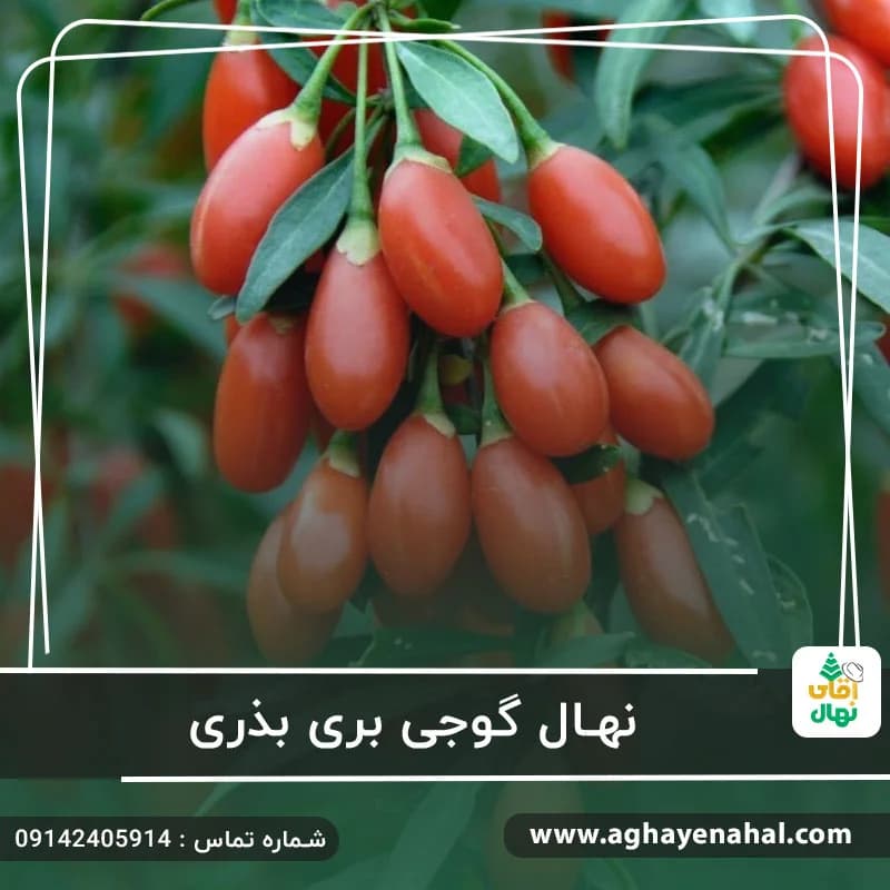 نهال گوجی بری بذری — تصویر ۲