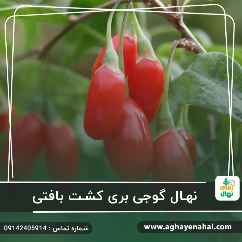 نهال گوجی بری کشت بافتی — تصویر ۲