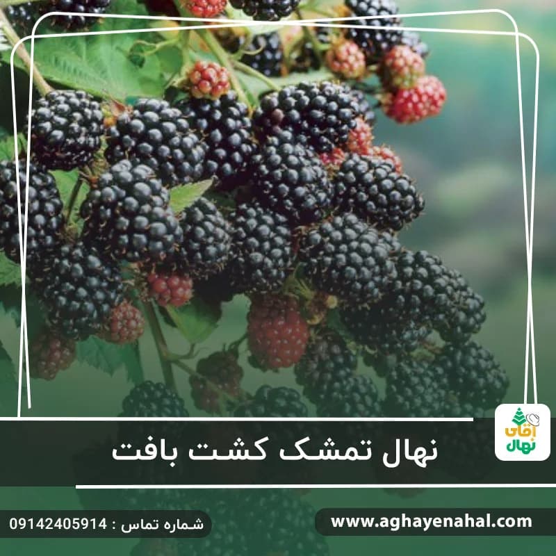 نهال تمشک کشت بافت