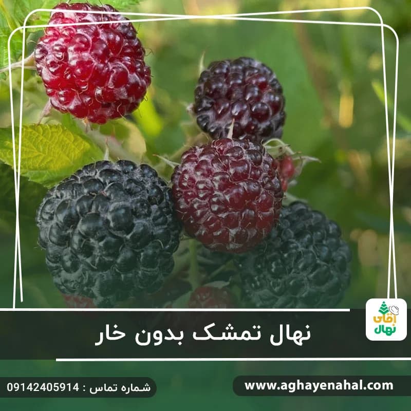 نهال تمشک بدون خار