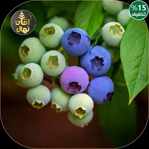 نهال بلوبری نلسون