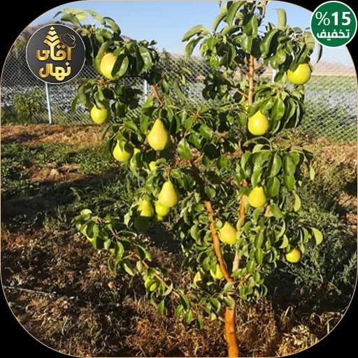 نهال گلابی پایه کشت بافت