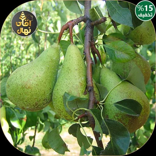نهال گلابی سردرودی — تصویر ۲
