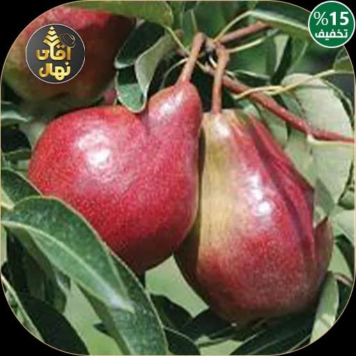 نهال گلابی فورل — تصویر ۲