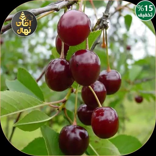 نهال آلبالو محلی مخصوص آقای نهال
