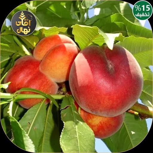 نهال هلو اسپرینگ کرست — تصویر ۲