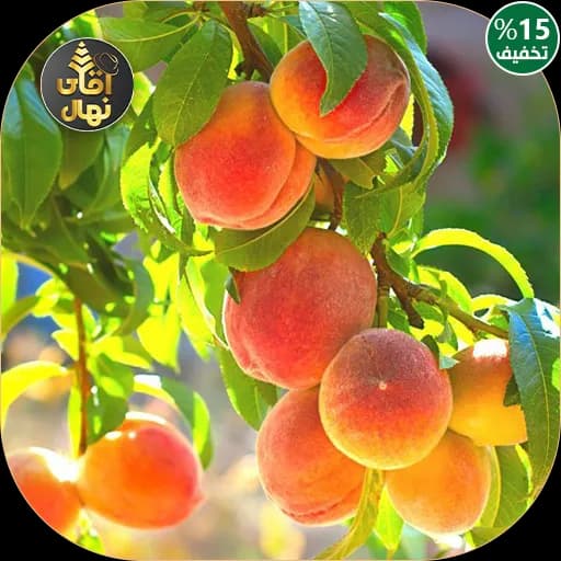 نهال هلو گلدن کویین — تصویر ۳