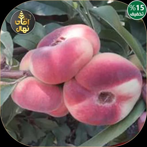نهال هلو انجیری مالکی بشقابی