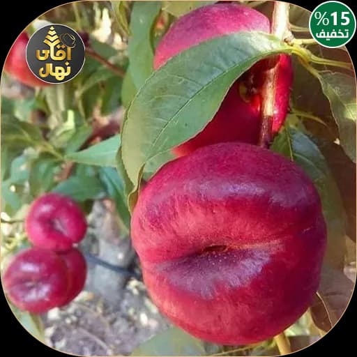 نهال هلو انجیری خونی سفارش آقای نهال