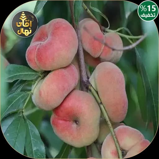 نهال هلو انجیری زودرس