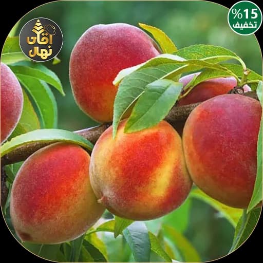 نهال هلو جی اچ هیل